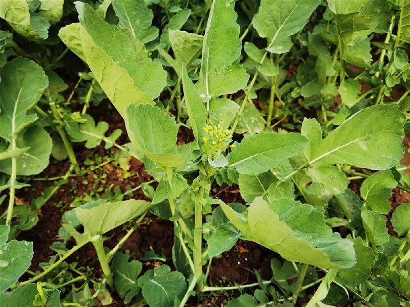 #富硒油菜薹實現量產#什么情況？